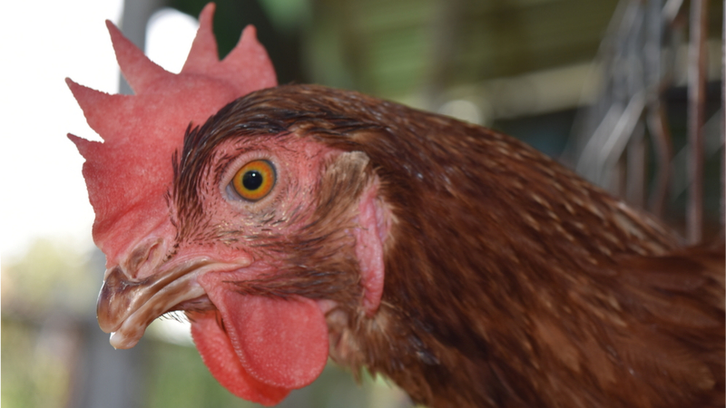 Chicken