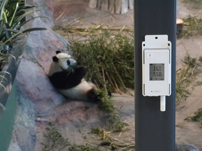 Panda eating and Vaisala data logger