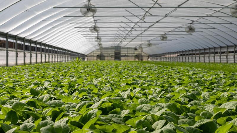 Vaisala: Controlled Environment Agriculture and Greenhouses