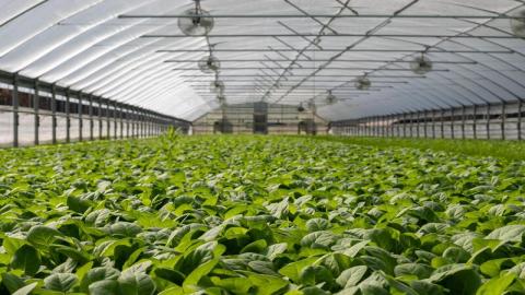 Vaisala : environnement contrôlé, agriculture et serres