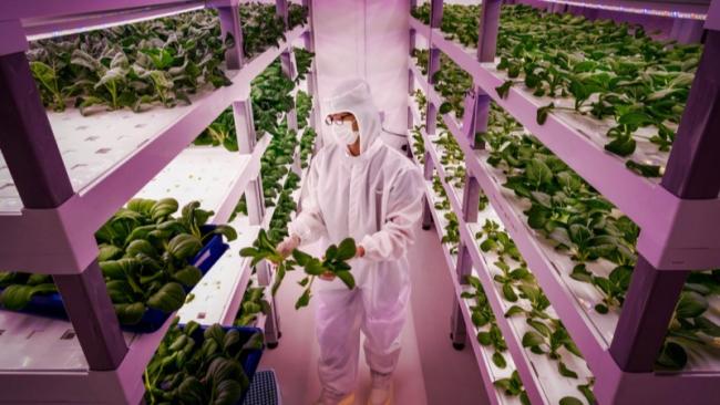 vertical farming
