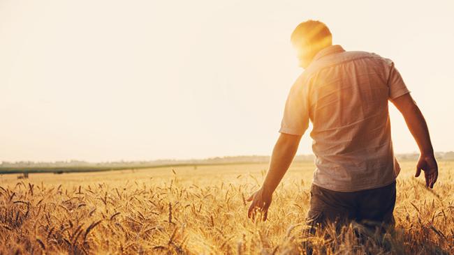 Man agronomist farmer in golden wheat field.