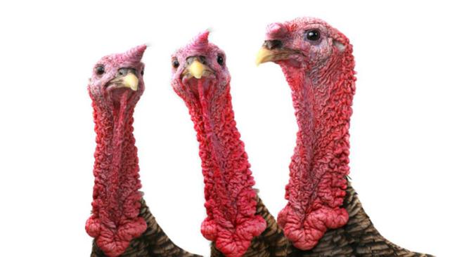 Turkey farm