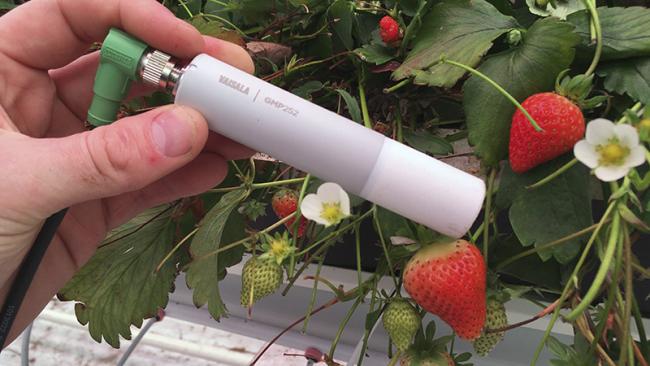 Measuring next to strawberries
