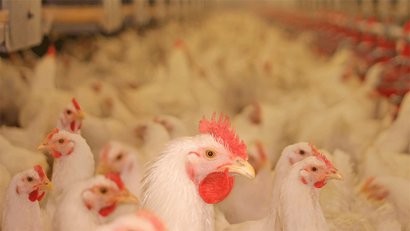 Chicken farm